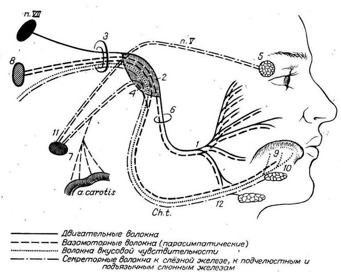 Схема лицевого нерва рисунок