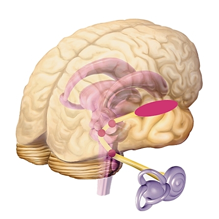 Слуховой нерв в мозге. Слуховой нерв латеральная петля. Извилина Гешля. Центральные слуховые расстройства картинки.