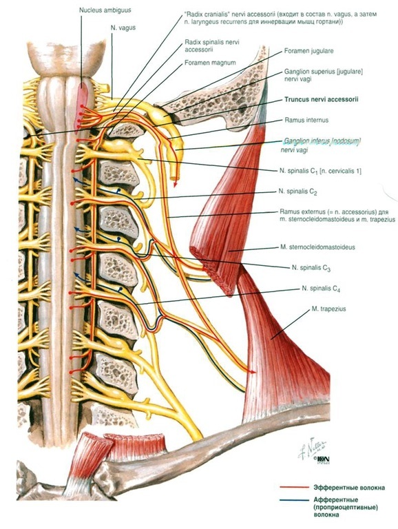 Языкоглоточный нерв картинка